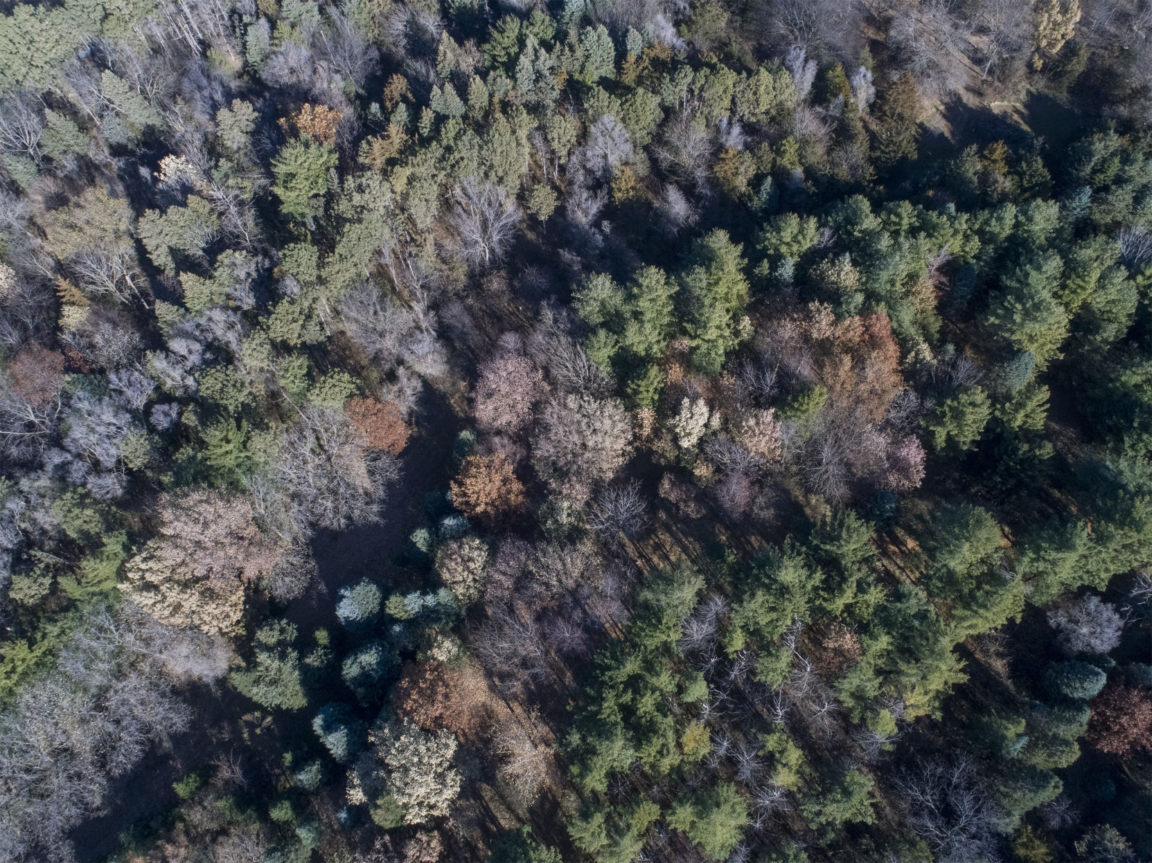 Prairie Pines - Opp 1